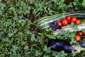 Aufkleber - Homegrown vegetables on an organic domestic farm