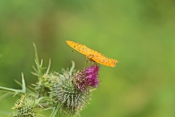 Wall Mural - Männlicher Kaisermantel (Argynnis paphia) auf Gewöhnlicher Kratzdistel (Cirsium vulgare)