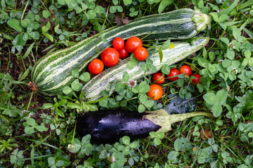 Aufkleber - Homegrown vegetables on an organic domestic farm