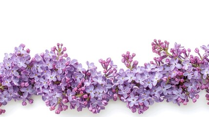 Poster - Lilac flowers border on white background