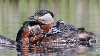 Wall Mural - Red-necked grebe (Podiceps grisegena)