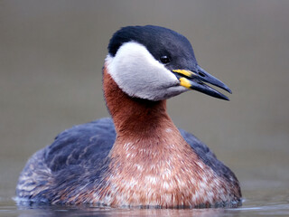 Canvas Print - Red-necked grebe (Podiceps grisegena)