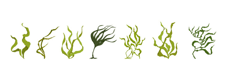 Wall Mural - Collection of colorful botanical elements, green seaweed.Vector graphics.