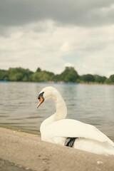 Wall Mural - Serene swan resting by the edge of a calm lake with a background of trees and a cloudy sky