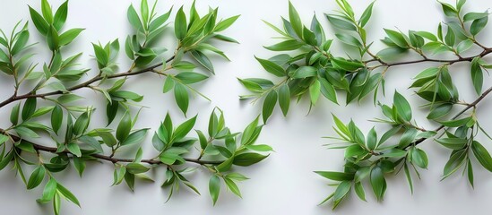 Canvas Print - Green Leaves Arrangement on White Background