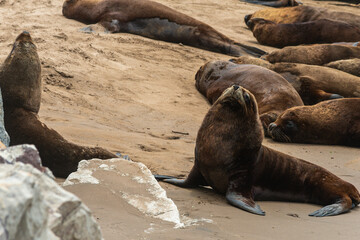 Sea lions on the sand of the beach.