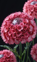 Poster - Pink Flower with Glass Orb.