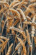 © Fotograf - A close-up shot of a bunch of wheat in various stages of growth and maturity