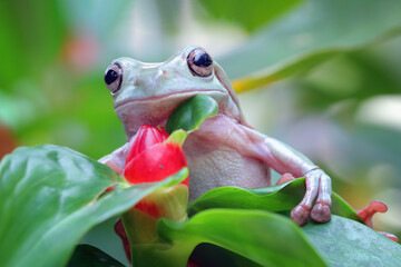 Sticker - Australian green tree frogs	