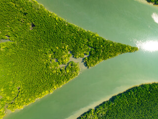 Wall Mural - Amazing abundant mangrove forest, Aerial view of forest trees Rainforest ecosystem and healthy environment background, Texture of green trees forest top down, High angle view