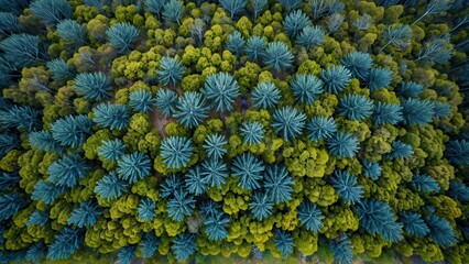 Sticker - Aerial View of a Forest Canopy