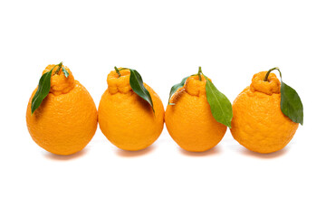 Close-up of four yellow Hallabong fruits with leaf and stalk in a row on white floor, South Korea
