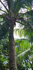 coconut tree