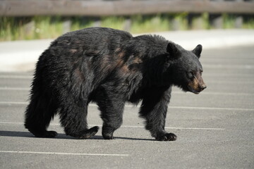 Black bear in parking lot