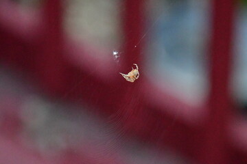 Orb Weaver Spider