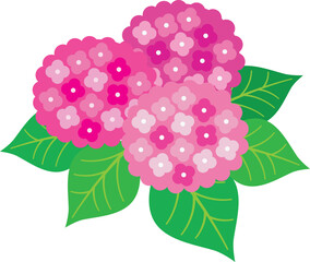 Wall Mural - Pink Hydrangea macrophylla flowers garden icon.