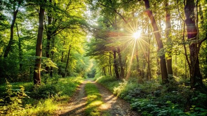 Sticker - Serene path through lush green forest with sunlight filtering through trees, nature, forest, trees, path, trail, green