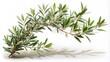 © DigitalArt Max - Delicate curved branch of olive tree with lush green leaves isolated on pure white background with subtle shadows.