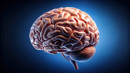 Poster - rendered of a detailed human brain, anatomy, medical, neuroscience, biology, organ, intelligence