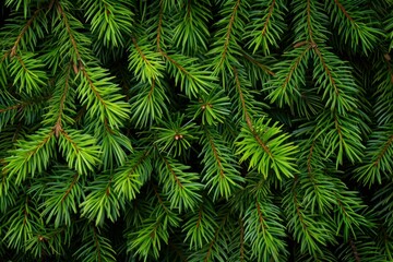 Poster - Close up of dense green pine needles creating a natural texture