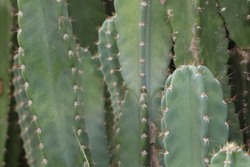 Close-up shot of green thorny cactus in a beautiful tropical forest, selectable focus.