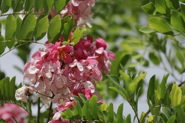 Wall Mural - Horse Cassia, whose scientific name is Cassia grandis Linn., is a medium-sized tree that is outstandingly beautiful.