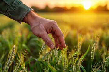 Wall Mural - Male hand gently touching young wheat stalks in a field during a beautiful sunset