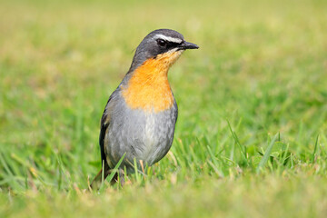 Sticker - A colorful Cape robin-chat (Cossypha caffra) perched on the ground, South Africa.