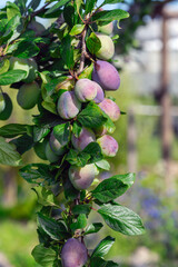 Wall Mural - A bunch of purple plums hanging from a tree