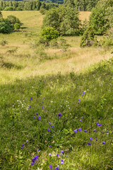 Poster - Flowering Peach-leaved bellflower on a meadow