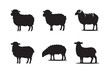 © Nezamur - Set of silhouettes icon of sheep. Sheep Standing Silhouette or vector file white background