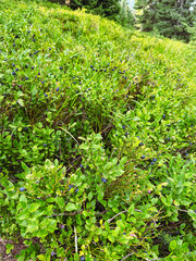 Slovakia mountains, Martinske hole in the summer, mountains with a blueberry fields 