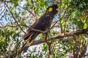 Wall Mural - Yellow Tailed Black Cockatoo In Dead Tree