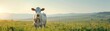 © Seksan - Cow in green pasture, blue sky backdrop, idyllic dairy farm life