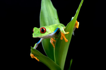 Red eyed tree frog on a leaf