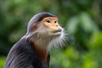 Wall Mural - Red-shanked Douc Langur - Pygathrix nemaeus, beautiful unique colored primate endemic to tropical forests of Southeast Asia, Denang, Vietnam.