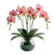 © X - Elegant pink orchid in a clear glass vase with lush green leaves, perfect for home decor and indoor gardening inspiration.