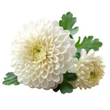 Beautiful close-up of blooming white chrysanthemum flowers with green leaves. Perfect for floral themes and decorative designs.