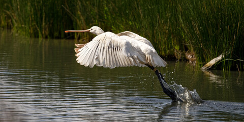 Poster - Spatule blanche - Platalea leucorodia - échassiers - Threskiornithidae
