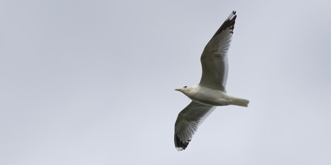 Poster - Goéland cendré - Larus canus - oiseaux de merLaridae
