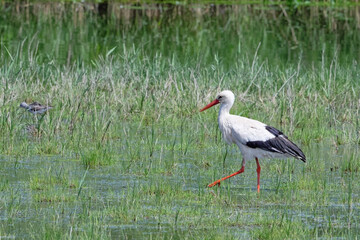 Poster - Cigogne blanche, Ciconia Ciconia
