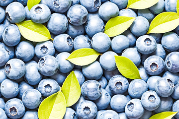 Wall Mural - Close-Up of Fresh Blueberries with Green Leaves