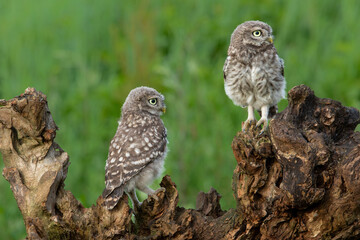 Wall Mural - Little Owl juvenile (athena noctua) on a branch waiting for food from the parents in Noord Brabant in the Netherlands