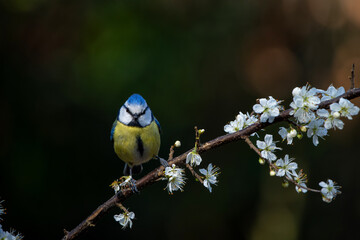 Canvas Print - Eurasian blue tit (Cyanistes caeruleus) sitting on a branch in the forest in the Netherlands. Black background.