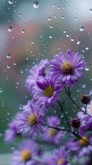 Wall Mural - Rain scene with asters outdoors blossom flower.