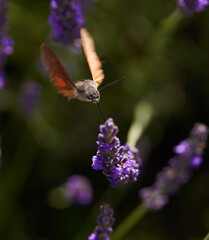 Wall Mural - Hummingbird moth on lavender flowers