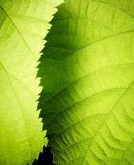 Poster - Green leaves macro abstract nature background