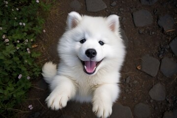 Sticker - Samoyed cub looking up at camera animal pet mammal.