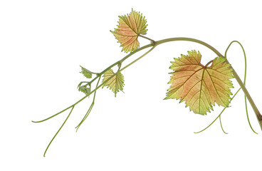 Wall Mural - Fresh young vine leaves, grapevine stem isolated on white background, clipping
