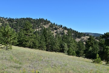 Wall Mural - View of a grassy hillside with pine trees under a clear blue sky in Betasso Preserve